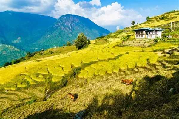 Tại sao ai cũng muốn đến Butan (Bhutan) &iacute;t nhất 1 lần trong đời? 4