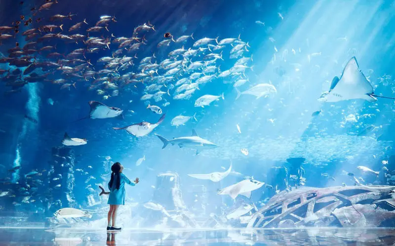 Vui chơi thỏa th&iacute;ch tại đảo cọ Palm Jumeirah đầy sức sống 7