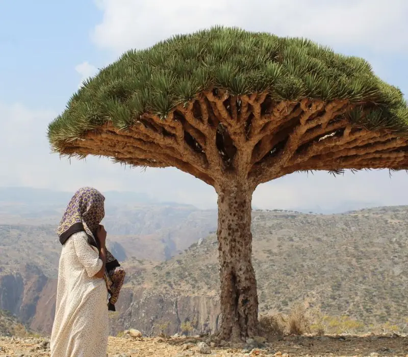 Đảo Socotra Yemen biệt lập với khung cảnh thiên nhiên như ở thế giới khác