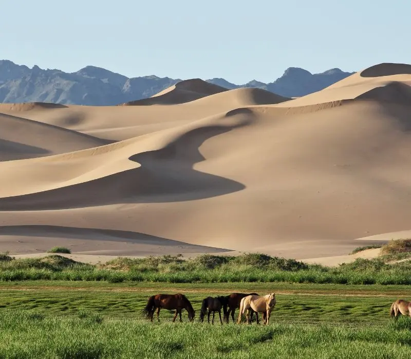 Đến sa mạc Gobi hòa mình vào thiên nhiên hoang dã đầy kỳ thú