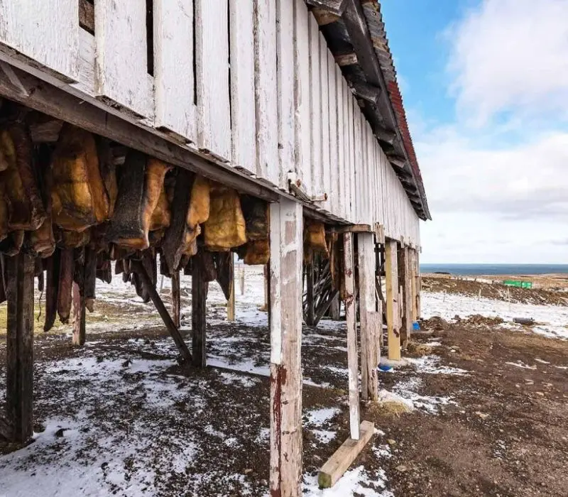 Cá mập thối Hákarl Iceland món ăn không dành cho tất cả mọi người