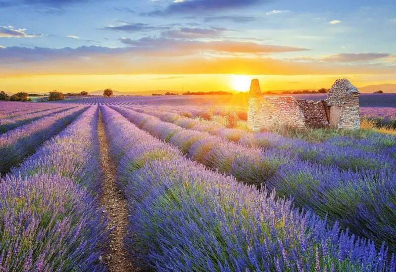Kh&aacute;m ph&aacute; Provence: Th&agrave;nh phố mộng mơ, l&atilde;ng mạn của Ph&aacute;p 4