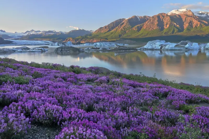 Du lịch Alaska, thiên đường băng với các trải nghiệm thú vị 10
