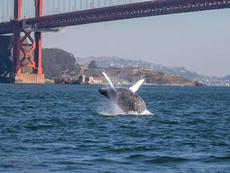 San Francisco, h&agrave;nh tr&igrave;nh chạm đến văn h&oacute;a v&agrave; lịch sử nước Mỹ 9
