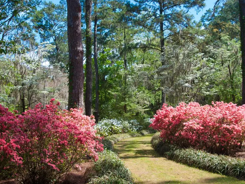 Tallahassee: H&agrave;nh tr&igrave;nh kh&aacute;m ph&aacute; thủ đ&ocirc; y&ecirc;n b&igrave;nh của Florida 3