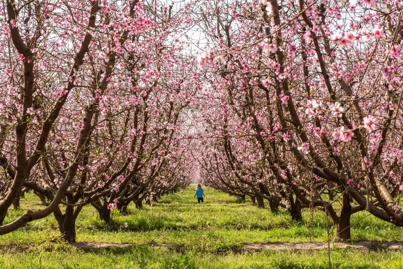 Trải nghiệm Fresno s&acirc;n chơi quanh năm của California 6