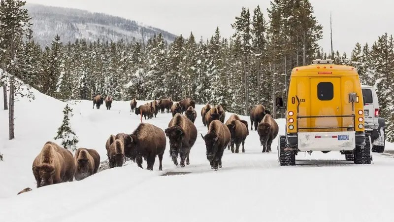 Yellowstone: Vườn quốc gia lâu đời nhất nước Mỹ và thế giới 5
