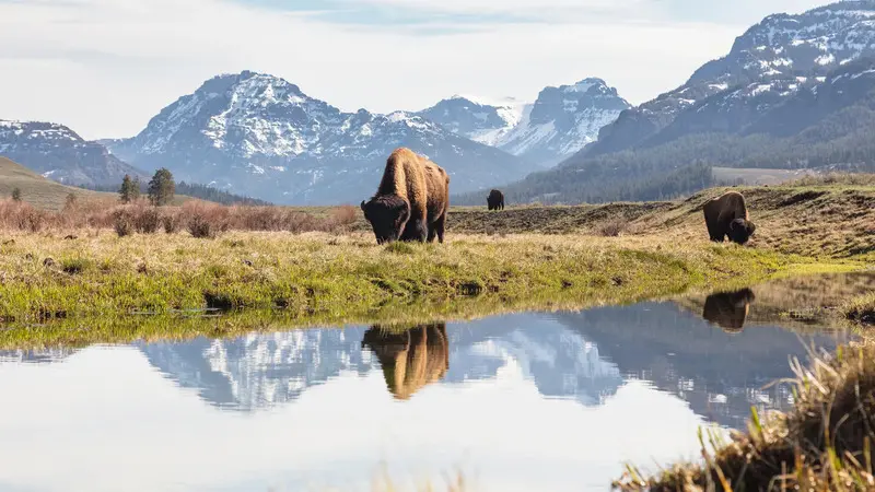 Yellowstone: Vườn quốc gia lâu đời nhất nước Mỹ và thế giới 8