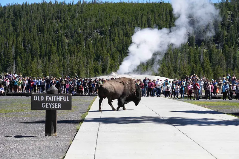 Yellowstone: Vườn quốc gia lâu đời nhất nước Mỹ và thế giới 4