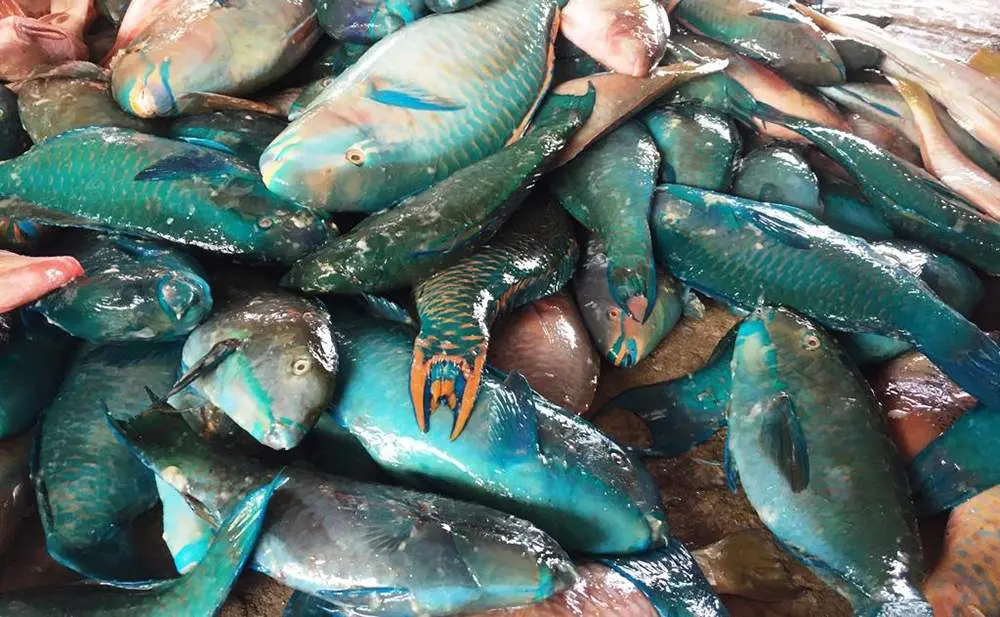 C&aacute; m&oacute; biển C&ocirc;n Đảo v&agrave; những hương vị thơm ngon kh&oacute; cưỡng 2