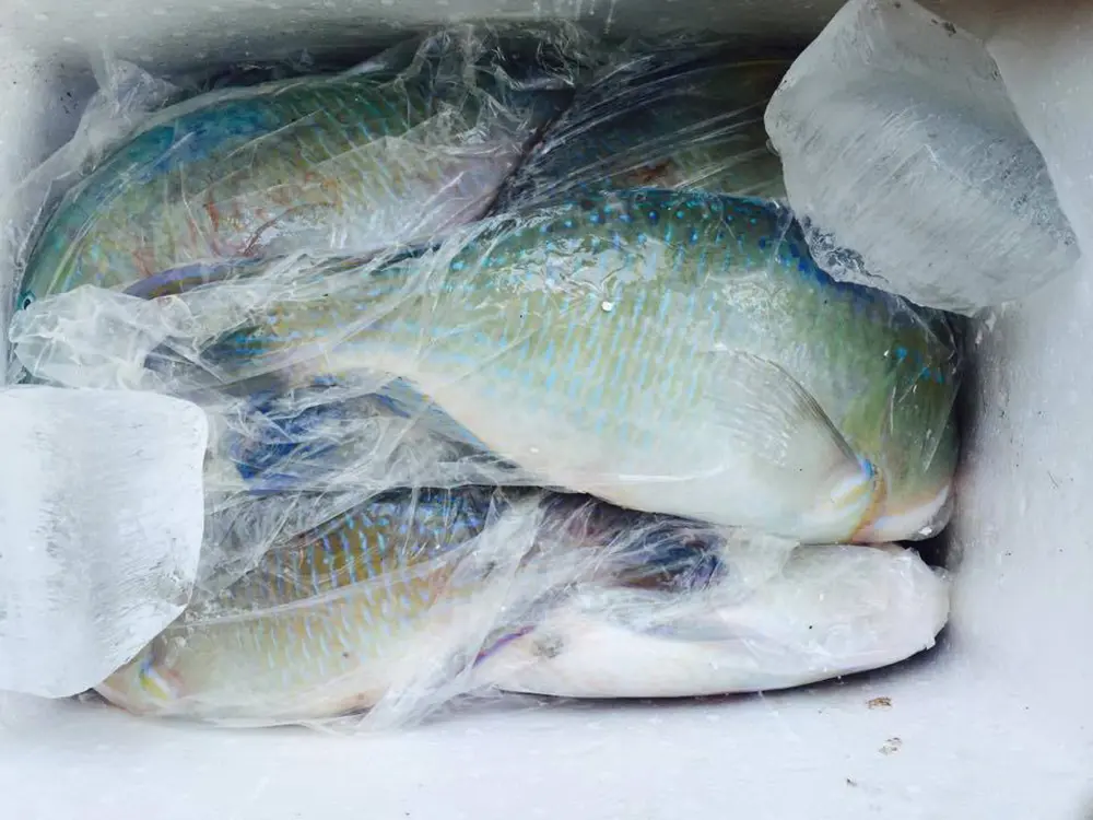 C&aacute; m&oacute; biển C&ocirc;n Đảo v&agrave; những hương vị thơm ngon kh&oacute; cưỡng 8