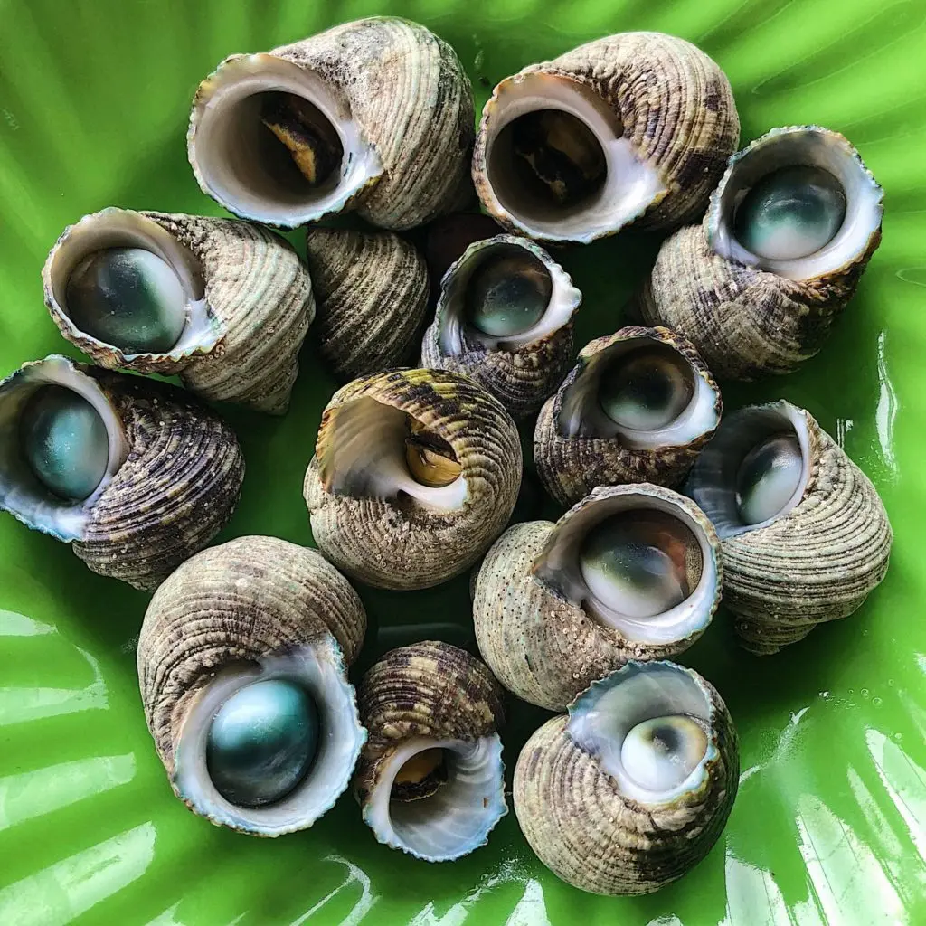 Thưởng thức Ốc ngọt C&ocirc;n Đảo thơm ngon lừng danh 6