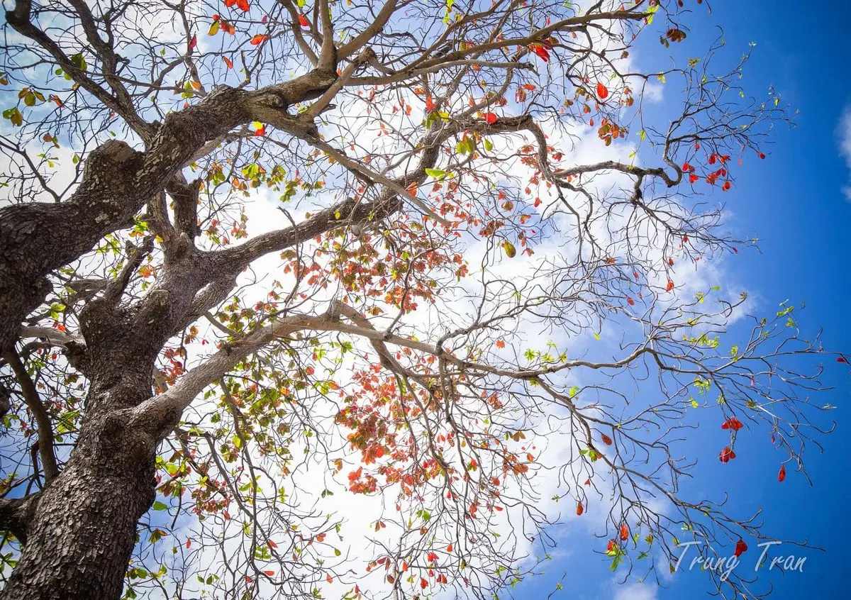 Khám phá Côn Đảo cùng nhiếp ảnh gia tài ba Trung Tran 2