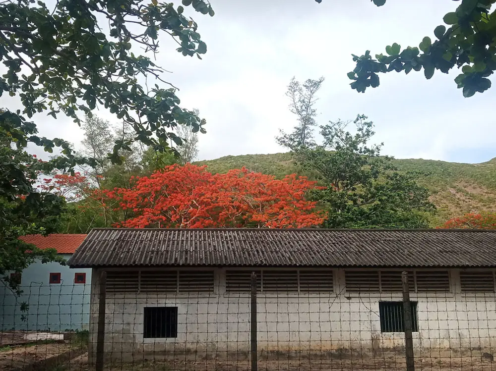 M&ugrave;a h&egrave; ở C&ocirc;n Đảo, m&ugrave;a của những ng&agrave;y thơ 11