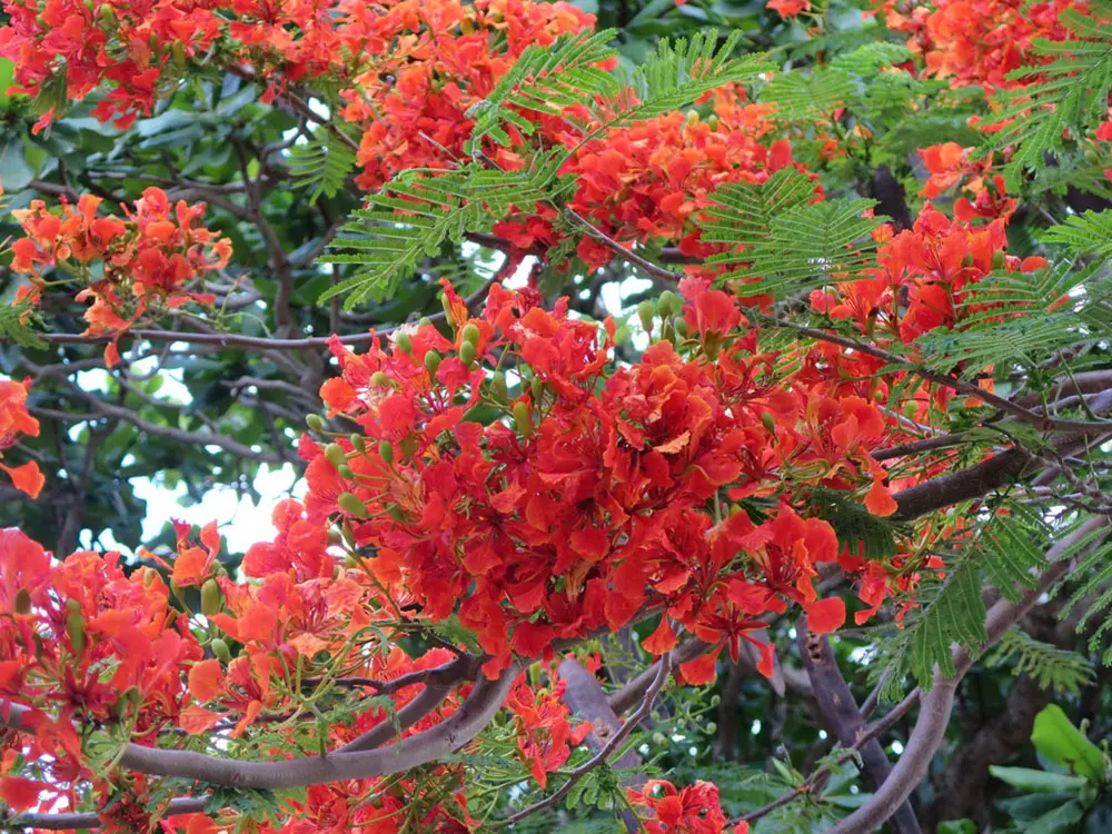 M&ugrave;a h&egrave; ở C&ocirc;n Đảo, m&ugrave;a của những ng&agrave;y thơ 6