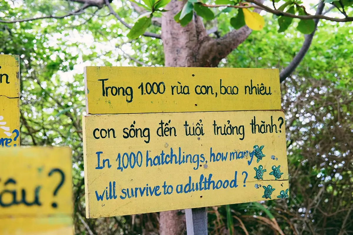 Th&uacute; vị h&agrave;nh tr&igrave;nh thả r&ugrave;a con ở C&ocirc;n Đảo của Mavis Vi Vu K&yacute; 4
