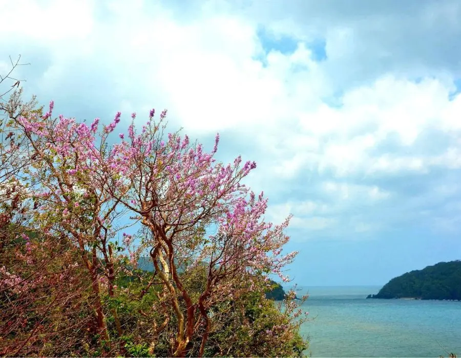 T&igrave;m về những ng&agrave;y h&egrave; C&ocirc;n Đảo với phong cảnh đầy thơ mộng 6