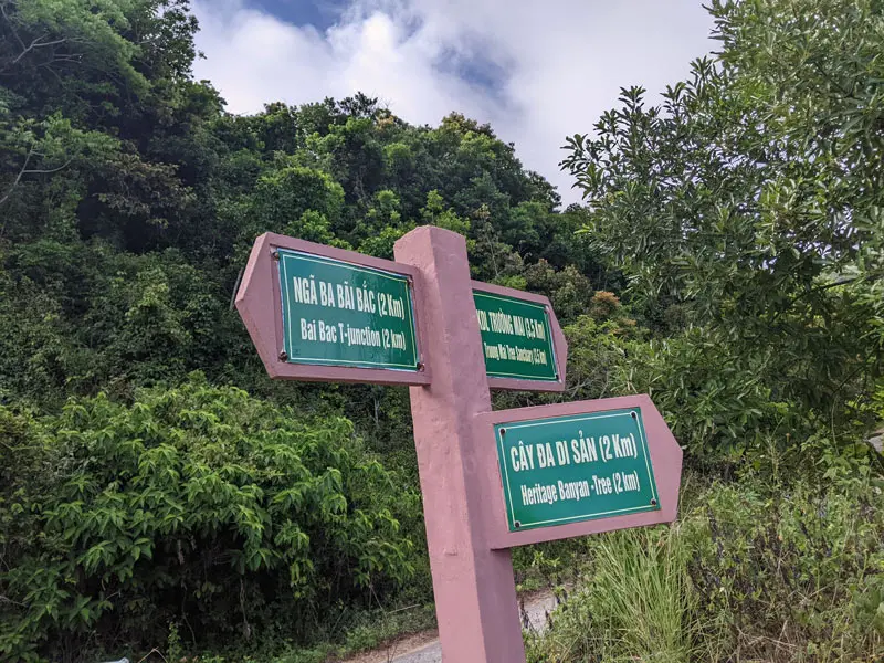 C&acirc;y đa ng&agrave;n năm Sơn Tr&agrave;, biểu tượng của sự sống bất diệt c&ugrave;ng thời gian 5