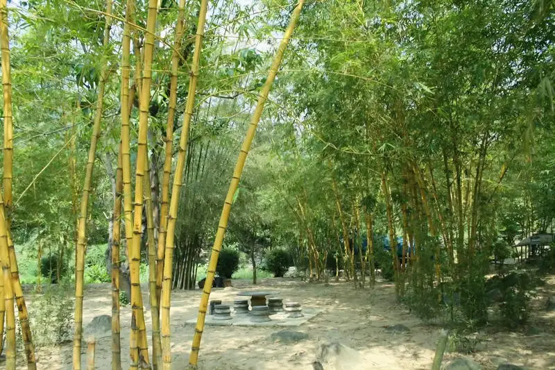 Sơn Tr&agrave; Tịnh Vi&ecirc;n y&ecirc;n b&igrave;nh v&agrave; h&agrave;nh tr&igrave;nh t&igrave;m về an nhi&ecirc;n 6