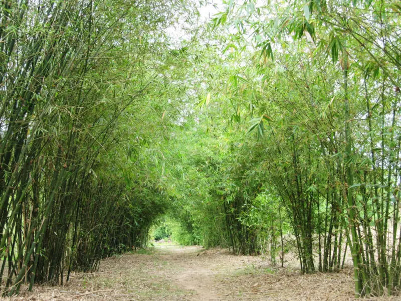 Sơn Tr&agrave; Tịnh Vi&ecirc;n y&ecirc;n b&igrave;nh v&agrave; h&agrave;nh tr&igrave;nh t&igrave;m về an nhi&ecirc;n 2