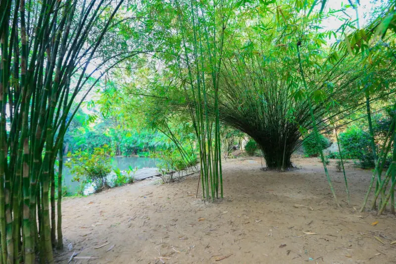 Sơn Tr&agrave; Tịnh Vi&ecirc;n y&ecirc;n b&igrave;nh v&agrave; h&agrave;nh tr&igrave;nh t&igrave;m về an nhi&ecirc;n 3