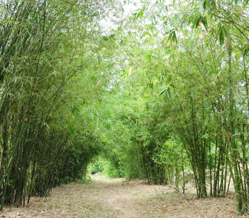 Sơn Trà Tịnh Viên yên bình và hành trình tìm về an nhiên