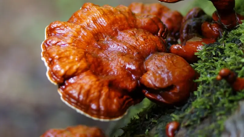 Nấm lim xanh Quảng Nam: Dược liệu quý từ rừng già Việt Nam 3