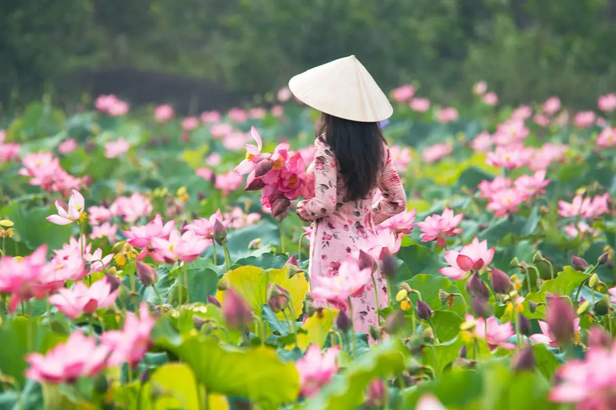 Chiêm ngưỡng vẻ đẹp khó cưỡng của Đầm Sen Trà Lý
