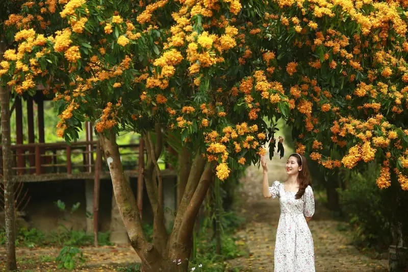 L&agrave;ng Toom Sara, kh&ocirc;ng gian m&aacute;t l&agrave;nh nơi ngoại &ocirc; Đ&agrave; Nẵng 3