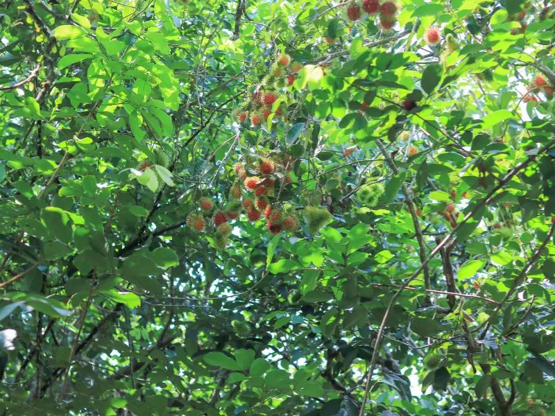 Top 12 vườn tr&aacute;i c&acirc;y Long Kh&aacute;nh nhộn nhịp m&ugrave;a du lịch miệt vườn 5