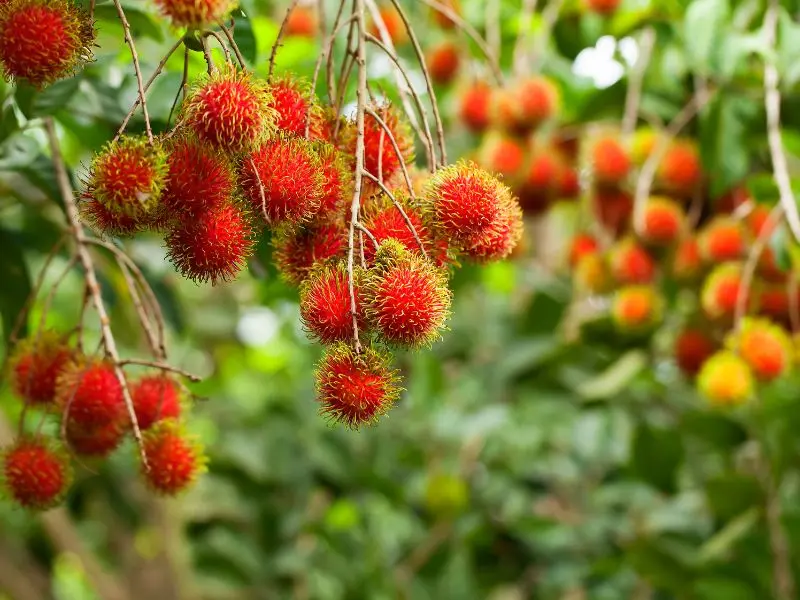 Top 12 vườn tr&aacute;i c&acirc;y Long Kh&aacute;nh nhộn nhịp m&ugrave;a du lịch miệt vườn 11
