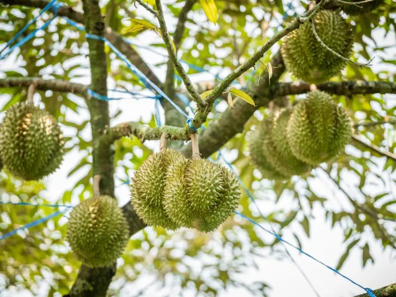 Top 12 vườn tr&aacute;i c&acirc;y Long Kh&aacute;nh nhộn nhịp m&ugrave;a du lịch miệt vườn 9