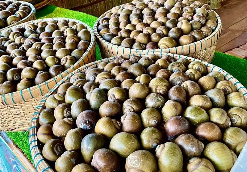 Hương vị ốc g&aacute;c bếp đậm đ&agrave; miền qu&ecirc; Đồng Th&aacute;p 2