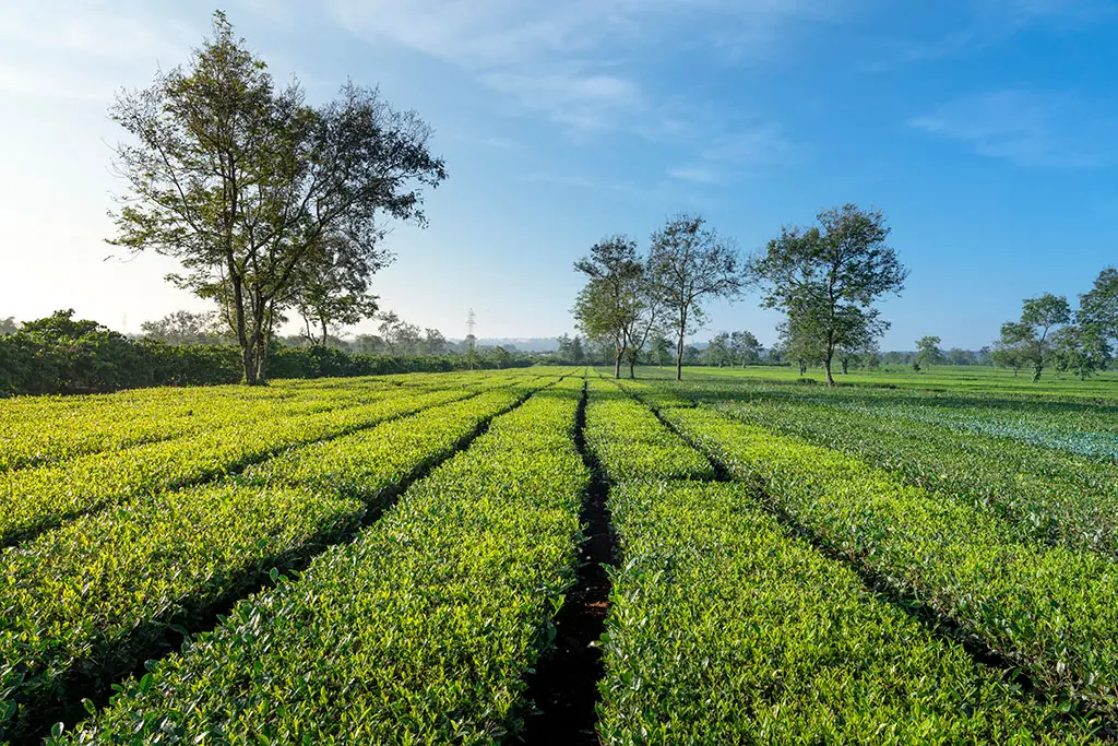Lịch tr&igrave;nh 1 ng&agrave;y ở Gia Lai cực chill 5