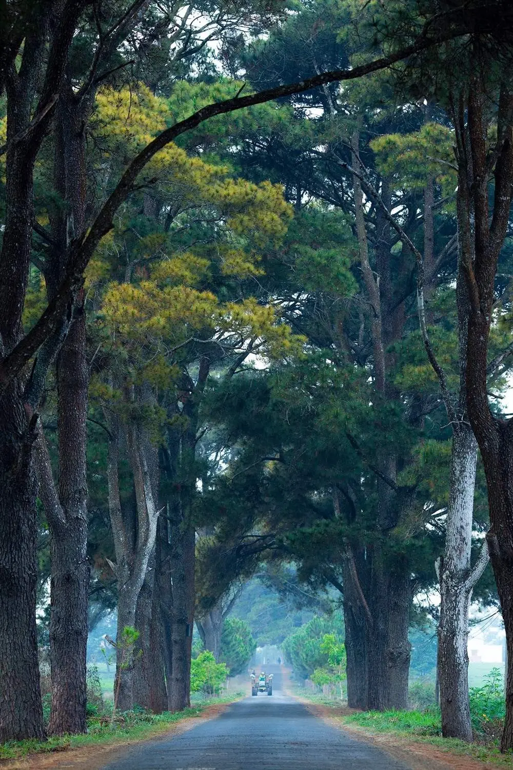 Lịch tr&igrave;nh 1 ng&agrave;y ở Gia Lai cực chill 6