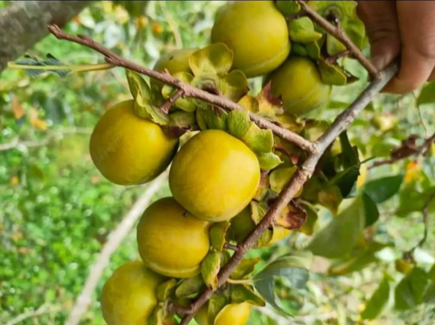 Đừng qu&ecirc;n thưởng thức đặc sản tr&aacute;i c&acirc;y rừng hồng kh&ocirc;ng hạt Quản Bạ - H&agrave; Giang 5