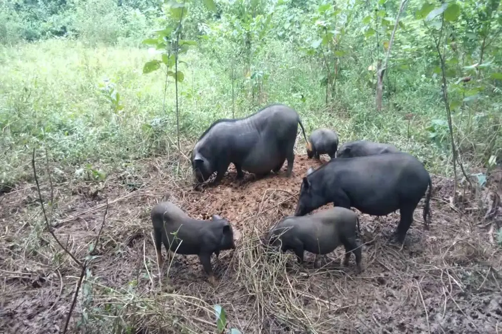 Lợn cắp n&aacute;ch H&agrave; Giang - Đặc sản d&acirc;n d&atilde; của v&ugrave;ng cao H&agrave; Giang 3