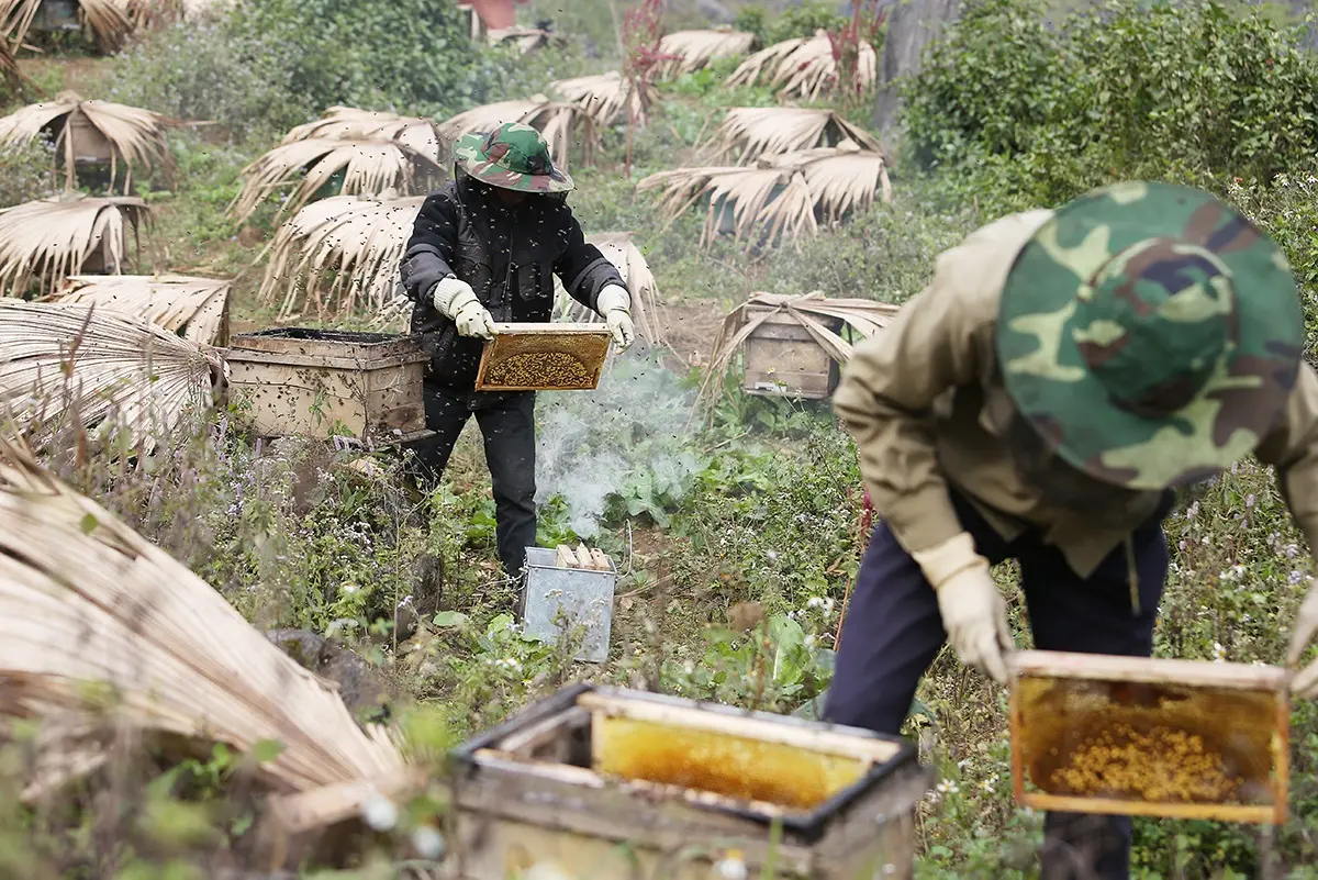 Mật ong bạc h&agrave; H&agrave; Giang - Thực phẩm v&agrave;ng nơi cao nguy&ecirc;n đ&aacute; 4