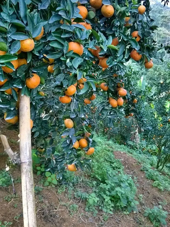 M&ugrave;a cam Bắc Quang H&agrave; Giang với những quả ngọt nh&igrave;n l&agrave; th&egrave;m ngay th&ocirc;i 2