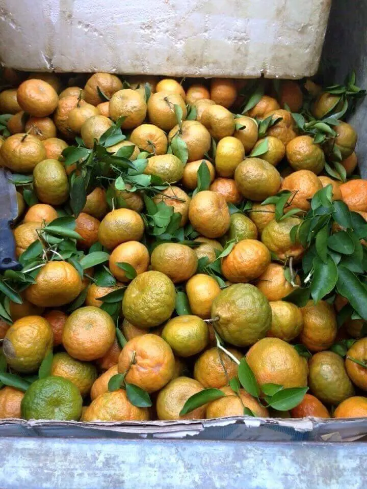 M&ugrave;a cam Bắc Quang H&agrave; Giang với những quả ngọt nh&igrave;n l&agrave; th&egrave;m ngay th&ocirc;i 3