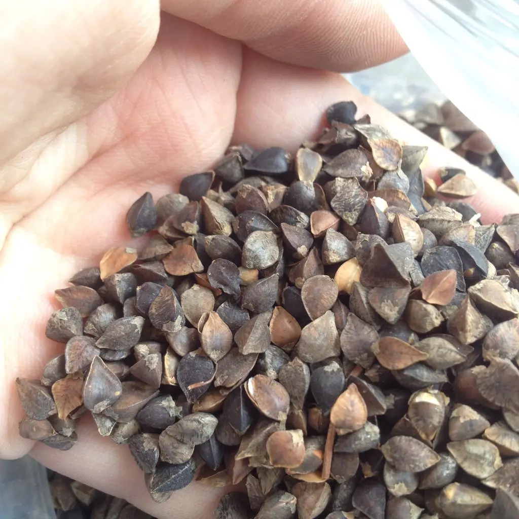 Quyến luyến với vị ngọt thanh của b&aacute;nh tam gi&aacute;c mạch H&agrave; Giang 5