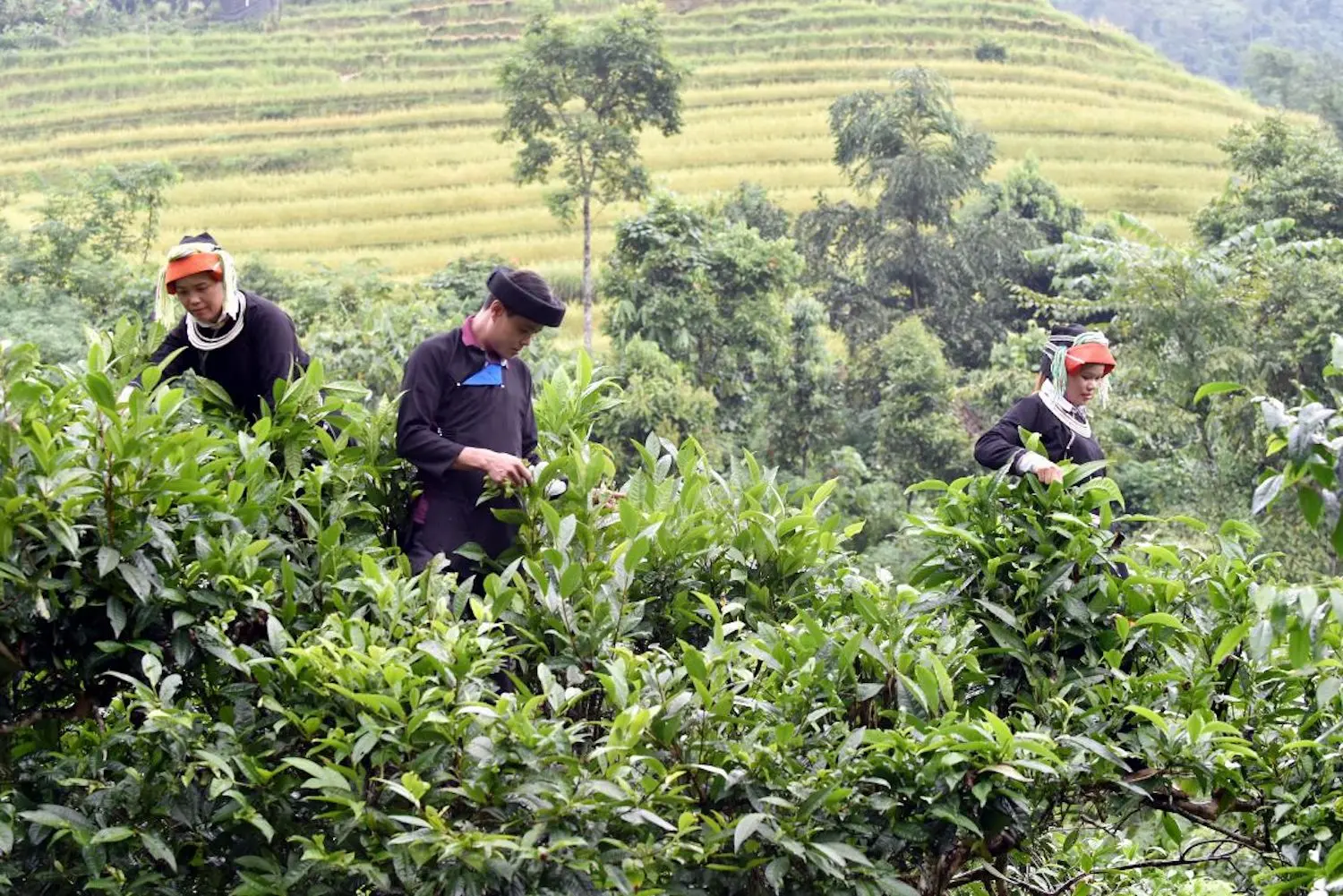 Thưởng Ch&egrave; Shan Tuyết H&agrave; Giang trong một ng&agrave;y se lạnh 6