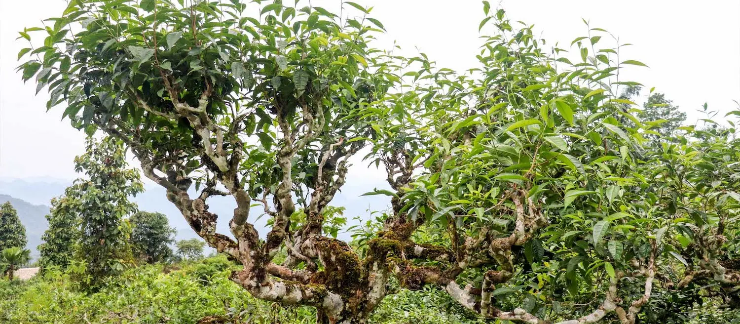 Thưởng Ch&egrave; Shan Tuyết H&agrave; Giang trong một ng&agrave;y se lạnh 3