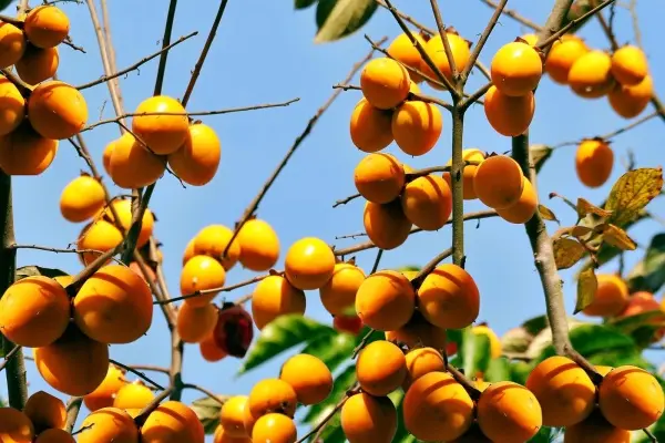Đừng quên thưởng thức đặc sản trái cây rừng hồng không hạt Quản Bạ - Hà Giang