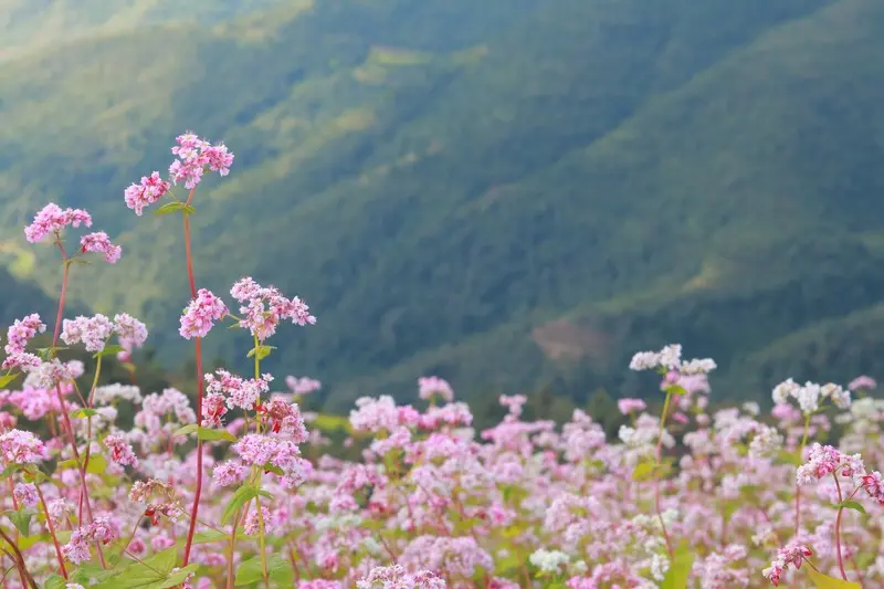 Chi&ecirc;m ngưỡng m&ugrave;a hoa tam gi&aacute;c mạch H&agrave; Giang cực l&atilde;ng mạn 2