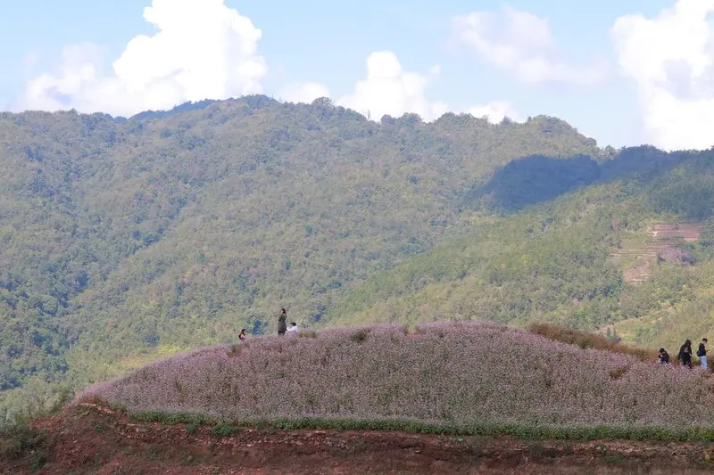 Chi&ecirc;m ngưỡng m&ugrave;a hoa tam gi&aacute;c mạch H&agrave; Giang cực l&atilde;ng mạn 4