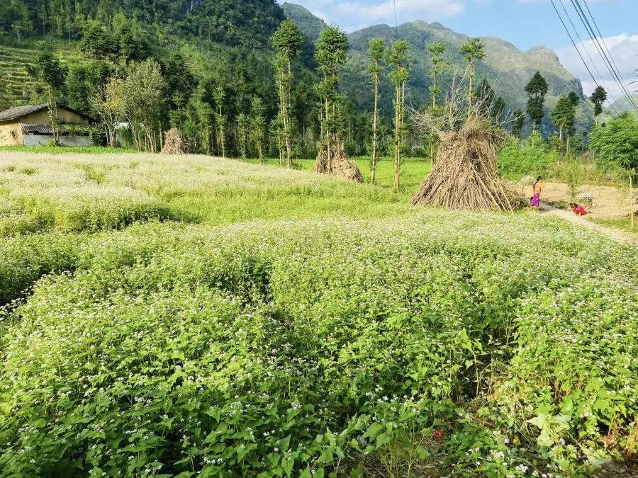 H&agrave; Giang th&aacute;ng 10 đẹp m&ecirc; hồn đốn tim những t&iacute;n đồ m&ecirc; x&ecirc; dịch 6