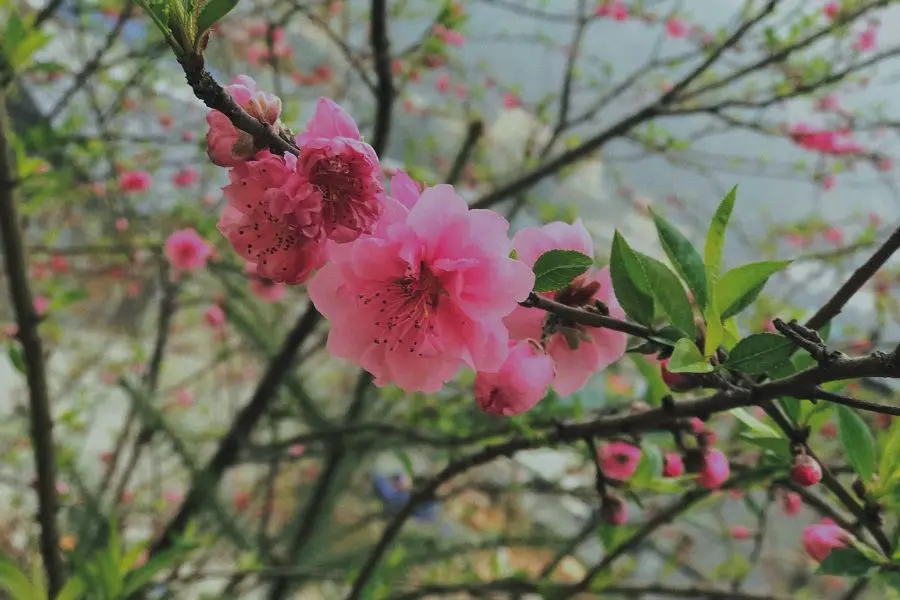 Kh&aacute;m ph&aacute; H&agrave; Giang bốn m&ugrave;a c&ugrave;ng những điểm đến đẹp ngẩn ngơ 5