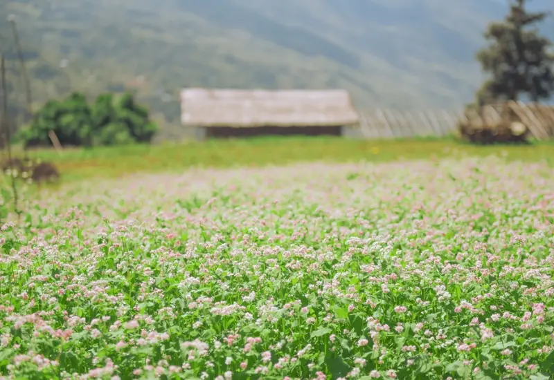 Kh&aacute;m ph&aacute; Su&ocirc;i Thầu: &ldquo;Thảo nguy&ecirc;n ch&acirc;u &Acirc;u&rdquo; giữa l&ograve;ng H&agrave; Giang 6