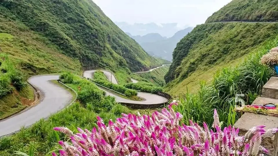 Lắng nghe Hoa Hana review dốc Thẩm M&atilde; qua c&aacute;c m&ugrave;a hoa 2